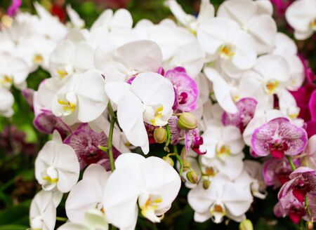 Flowers in the park. Nature in the tropics.の写真素材