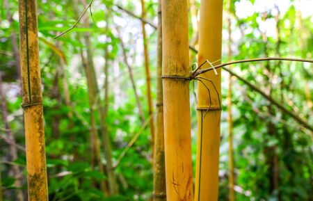 Bamboo stalks as a background. Nature in the tropics.の写真素材