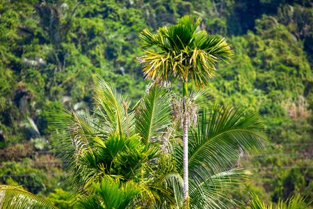 Beautiful palm trees in the park. Nature in the tropics.の写真素材