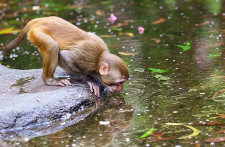 A monkey drinks water in a pond in a park. Animal mammalの写真素材