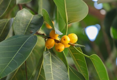 Yellow berries on a tree. Nature in the tropics.の写真素材