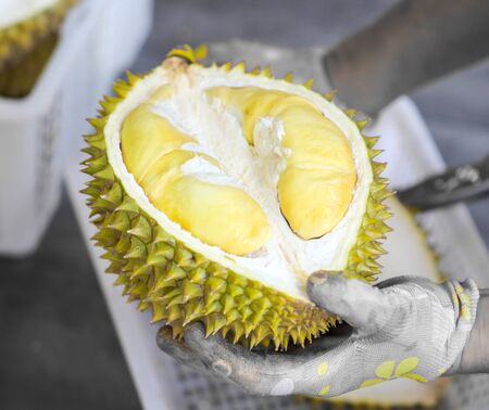 The seller is breaking Durian fruit. Food in the tropicsの写真素材