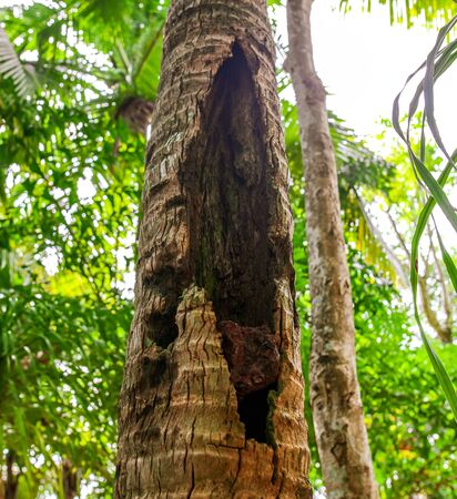 Burnt bark on a palm tree in a park. Nature in the tropics.の写真素材