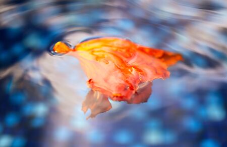 An orange flower floats on the surface of blue water.の写真素材