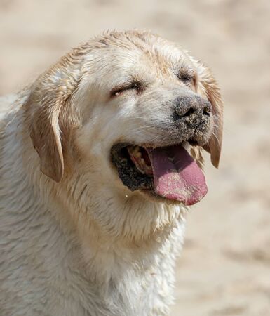 Portrait of a dog in the sand on the seashore.の写真素材