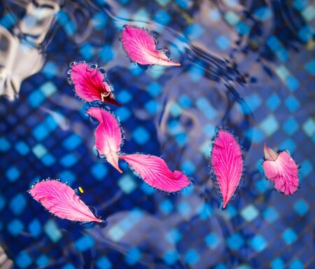 Pink flower petals float on the surface of blue water.の写真素材