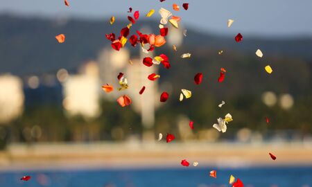 Petals of flowers fly in the air as a background.の写真素材