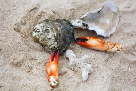 Crab claw and shell lie on the sand on the seashore.
