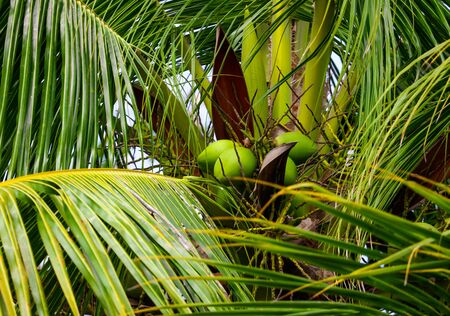 Coconuts on a palm tree in a park. Nature in the tropics.