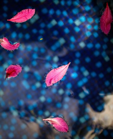 Pink flower petals float on the surface of blue water.の写真素材
