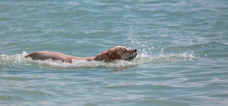 The dog swims on the surface of the water in the sea.の写真素材