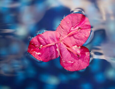 Pink flower petals float on the surface of blue water.