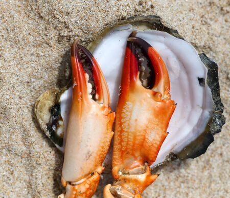 Crab claw and shell lie on the sand on the seashore.の写真素材
