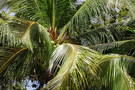 Palm trees grow in the park. Nature in the tropics.