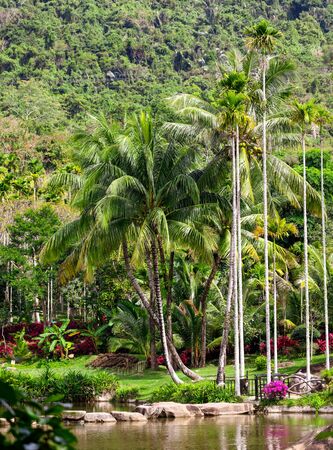 Beautiful palm trees in the park. Nature in the tropics.の写真素材
