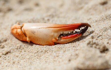 Crab claw lies on the sand on the seashore.
