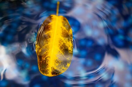 A yellow leaf from a tree floats on the surface of blue water.の写真素材