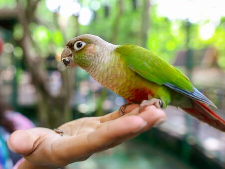 A parrot eats a seed from the hands of a man in the park. Bird