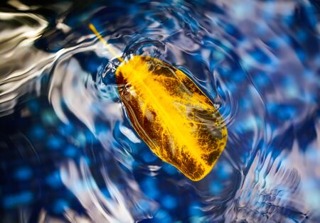 A yellow leaf from a tree floats on the surface of blue water.の写真素材