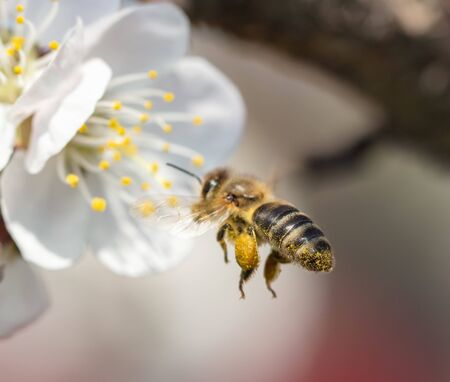 A bee collects honey from a flower in nature.