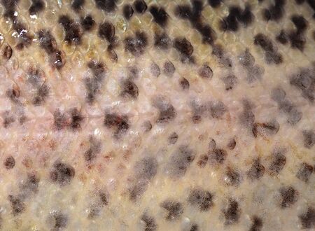 Squama trout fish as abstract background. Macroの写真素材