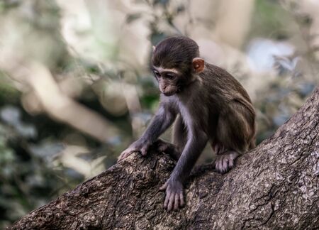 A monkey sits on a stone in a park. Animal mammalの写真素材