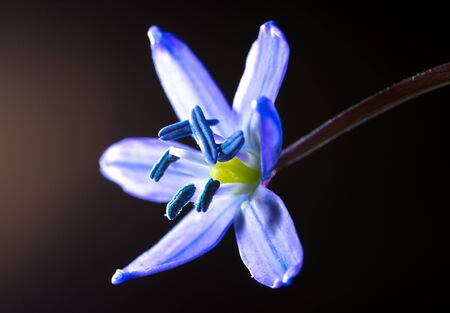 Blue flower on the nature in spring. Macro