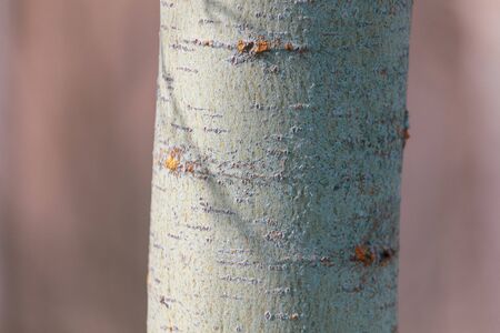 Bark on a tree in nature. Early spring
