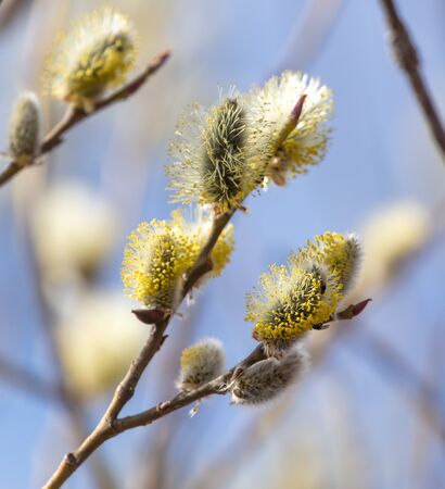 Flowers on willow branches in nature. Early springの写真素材