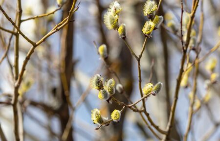 Flowers on willow branches in nature. Early spring