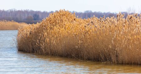 The reeds on the lake. Early springの写真素材