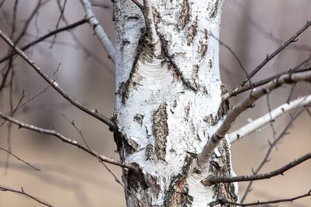 Bark on a birch in the nature. Early spring