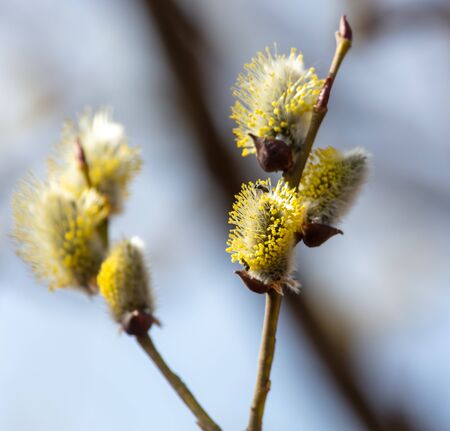 Flowers on willow branches in nature. Early springの写真素材