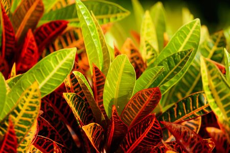 Leaves on a tree in a park. Nature in the tropics.