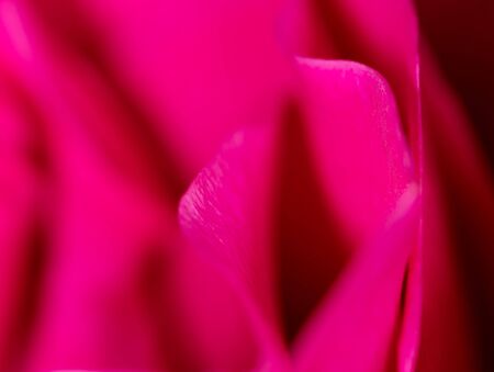 Beautiful pink rose flower as an abstract background. Macroの写真素材