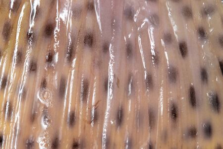 Trout fish fin as abstract background. Macro
