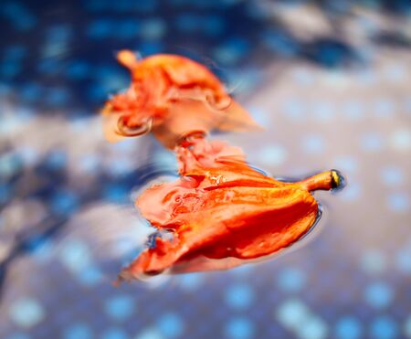 Flowers float on the surface of blue water.の写真素材