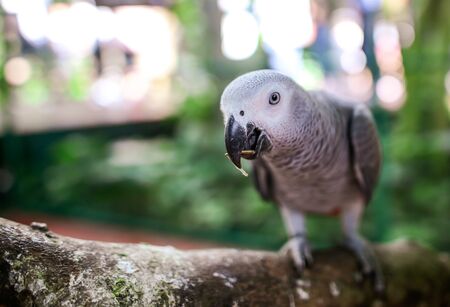 A parrot eats a seed in the park. Birdの写真素材