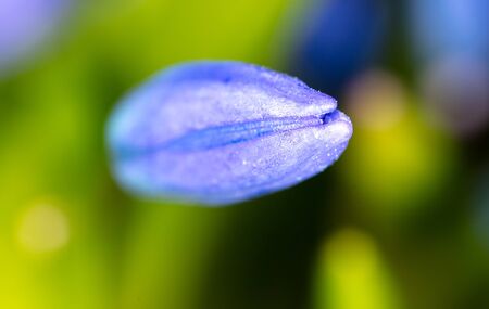 Blue flower on the nature in spring. Macro