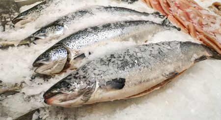Chilled trout fish in ice on a shelf in the market.の写真素材