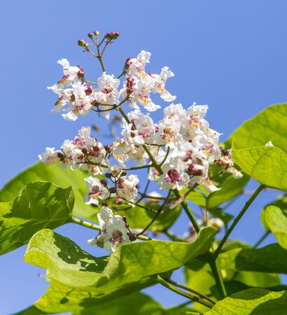 Chestnut flowers on tree branches in a park.の写真素材