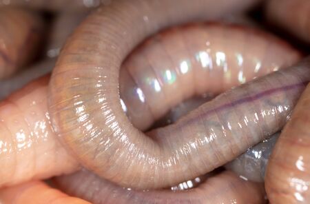 Live earthworms as a background. Macro