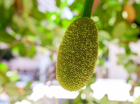 Jack fruit grows on a tree. Nature in the tropics.