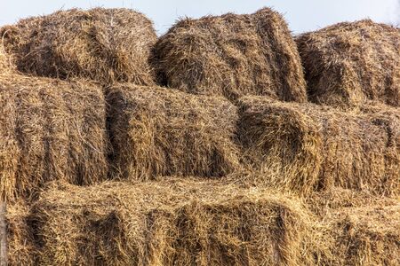 Dry hay lies on the ground on a farm.