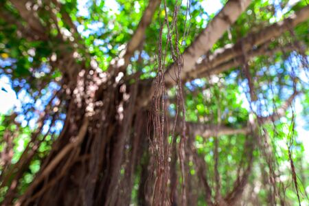 Roots hanging from a tree on the nature in the park.の写真素材