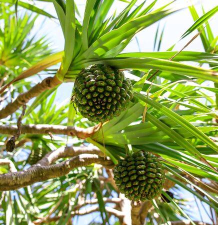 Jack fruit grows on a tree. Exotic fruit in the tropics.の写真素材