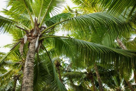 Large green branches on coconut trees in the tropics.の写真素材