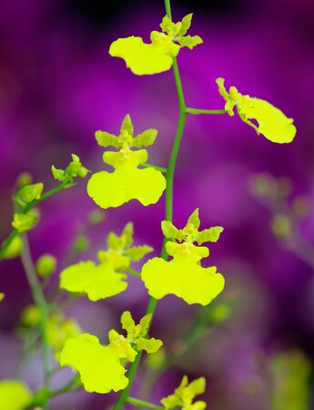 Beautiful yellow flowers on the nature in the park.の写真素材