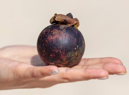 Mangosteen in the hand of a girl. Exotic fruit