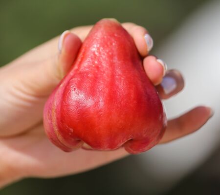 Chompu in the girlâs hand. Exotic fruitの写真素材